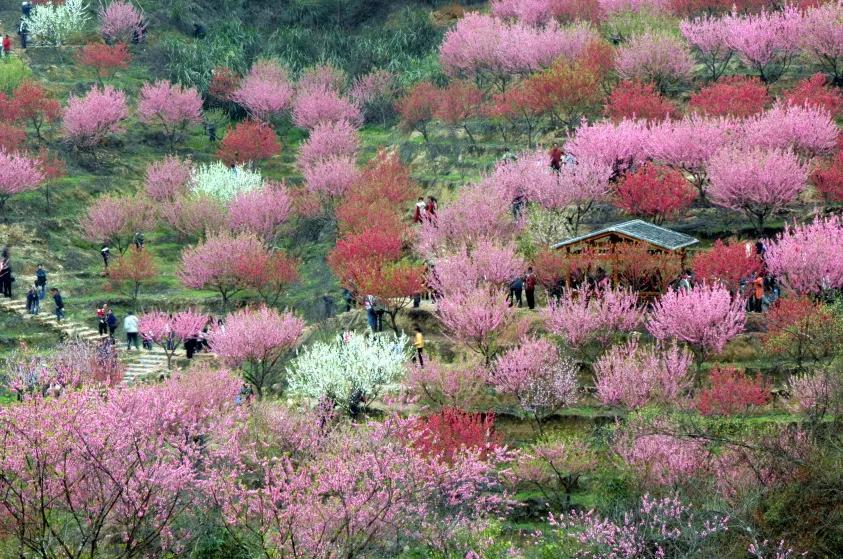 缤纷花园里鲜花盛开绚烂多彩