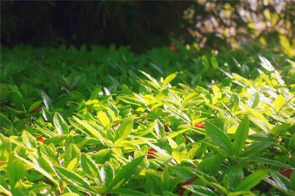 茂盛填空，植物生机盎然展风采