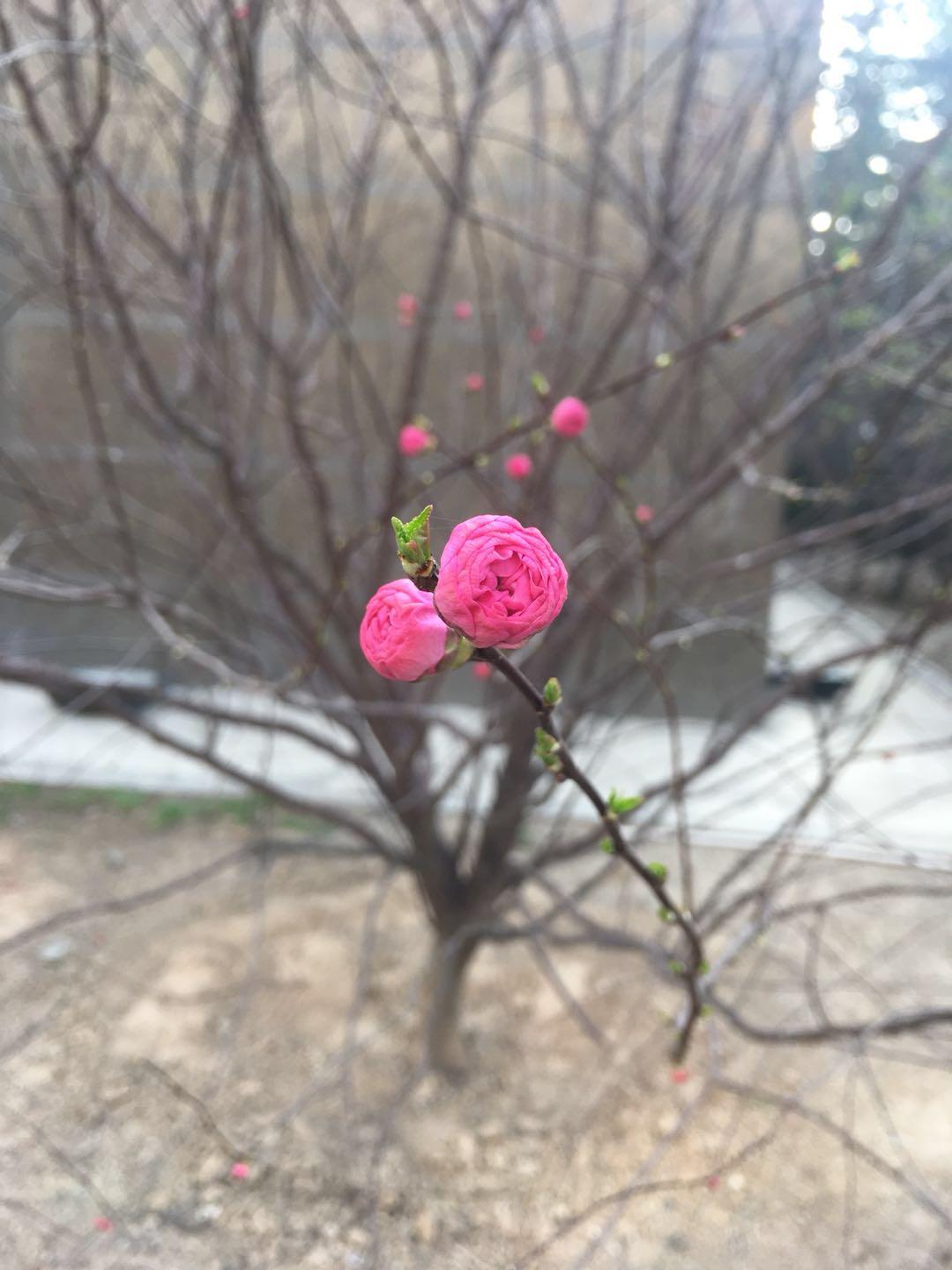 探寻小草世界的奥秘与魅力，各类小草的生机与特色