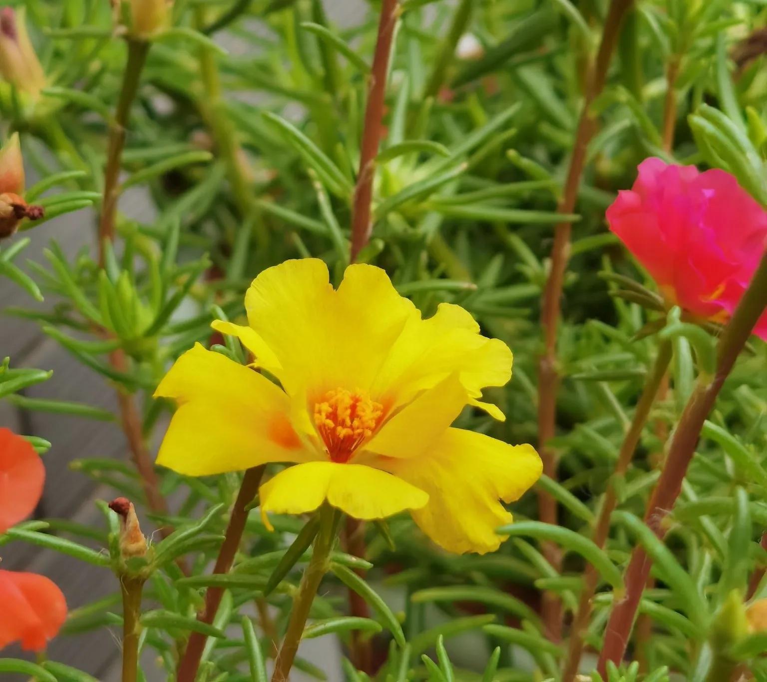 缤纷花园中的绚丽花卉盛宴