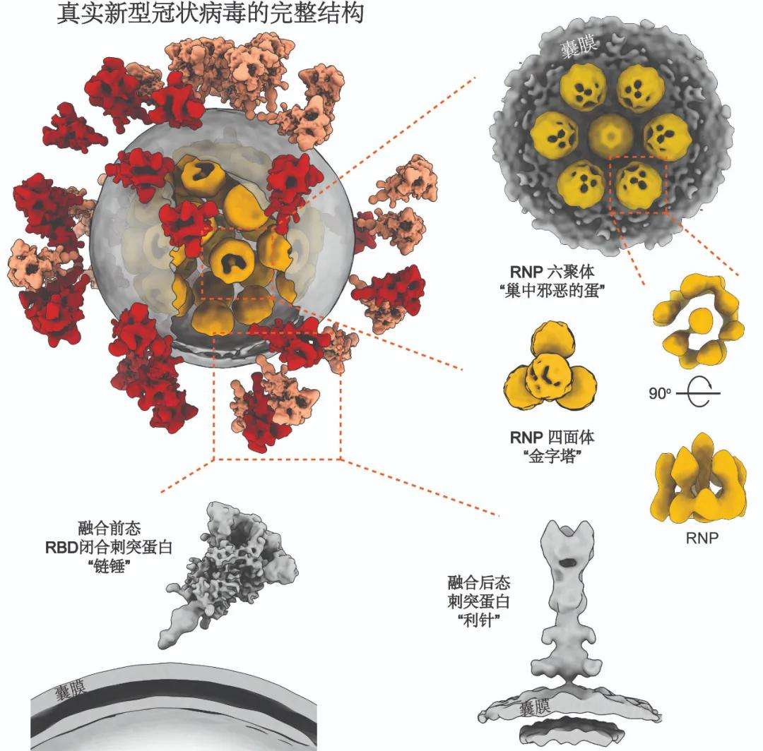 新冠疫情下的冠状病毒实质探究