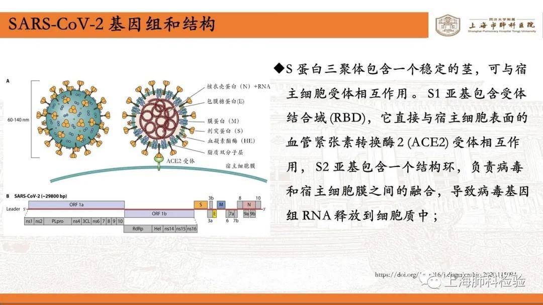 揭秘新冠病毒名称背后的故事与COVID-19的深远影响