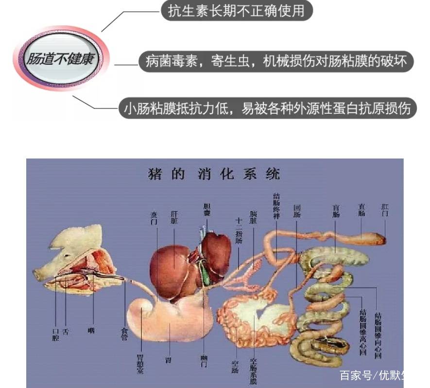 全球新冠疫情最新动态，挑战与希望的博弈