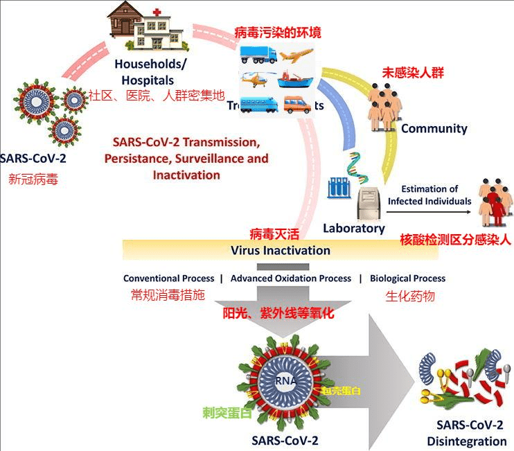 揭秘，2019年疫情背后的病毒类型探究