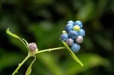 天津果子的神秘面纱，探寻其真实身份