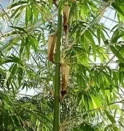 澳门疫情管制下的海口隔离措施探析
