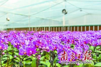 长沙疫情下的宁乡，坚韧之花在希望中绽放