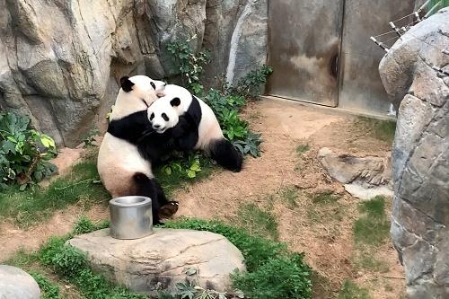 广州与香港疫情最新动态，城市间健康挑战及应对策略