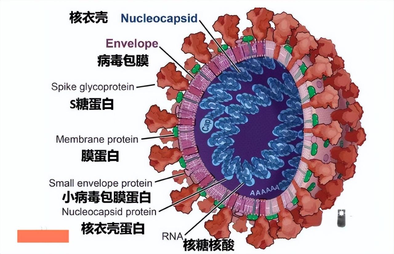 揭秘，新冠病毒起源与演变背后的真相（疫情背后的真相揭秘）