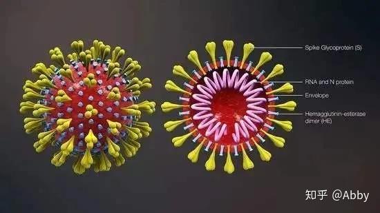 疫情病毒名称揭秘，病毒影响深度剖析