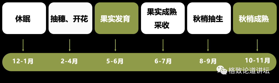 新冠疫情与枣树生长周期的时间节点对比研究