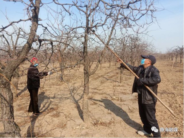 新冠疫情与枣树生长周期的时间节点对比研究