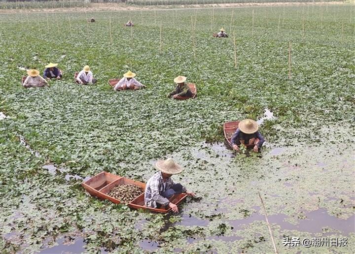 肺炎疫情发生年份与影响概述