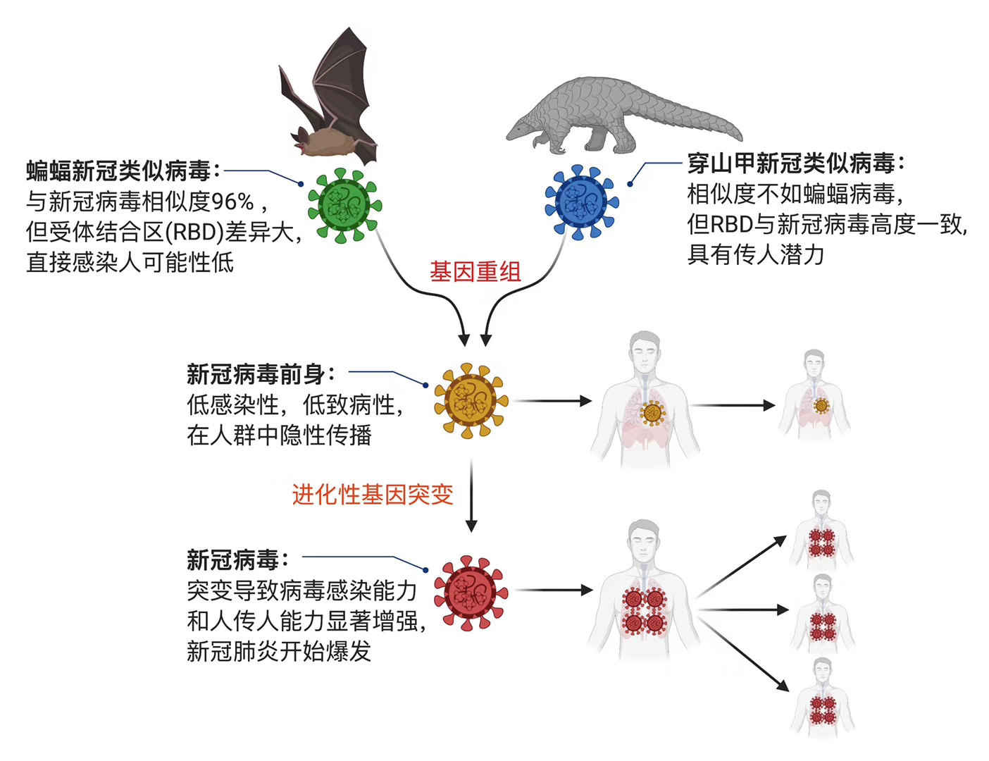 新型冠状病毒疫情起源与早期发展深度解析
