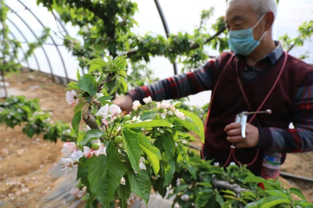 石家庄疫情结束时间节点及防控策略详解