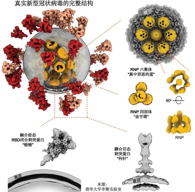 新型冠状病毒演变历程，挑战与应对
