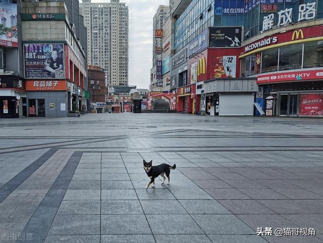 上海疫情，城市与病毒的较量