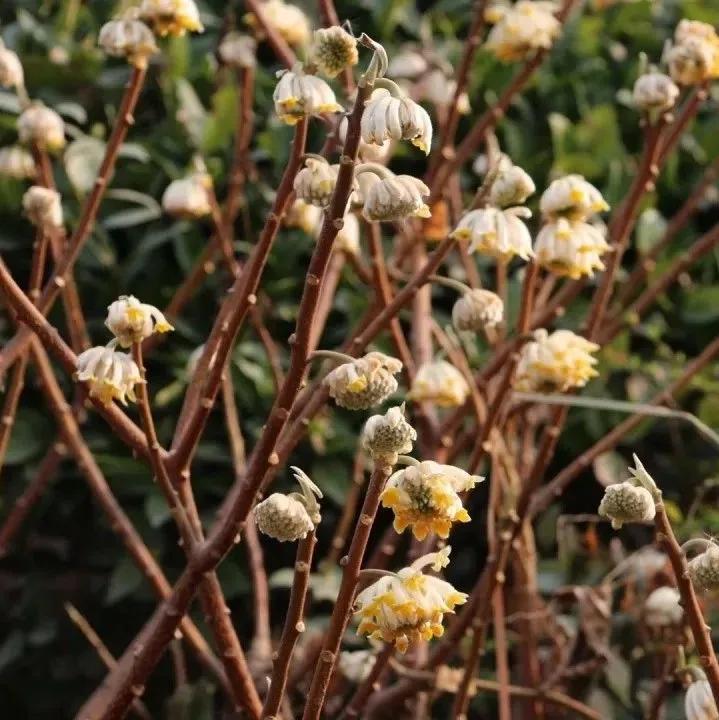 疫情解封喜讯，春暖花开，共迎新生