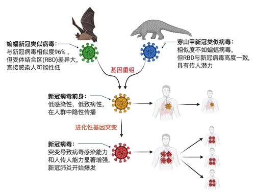 新冠病毒疫情起源探究