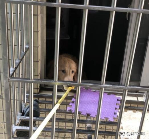 女房东疫情死亡赔偿背后的法律与人性考量