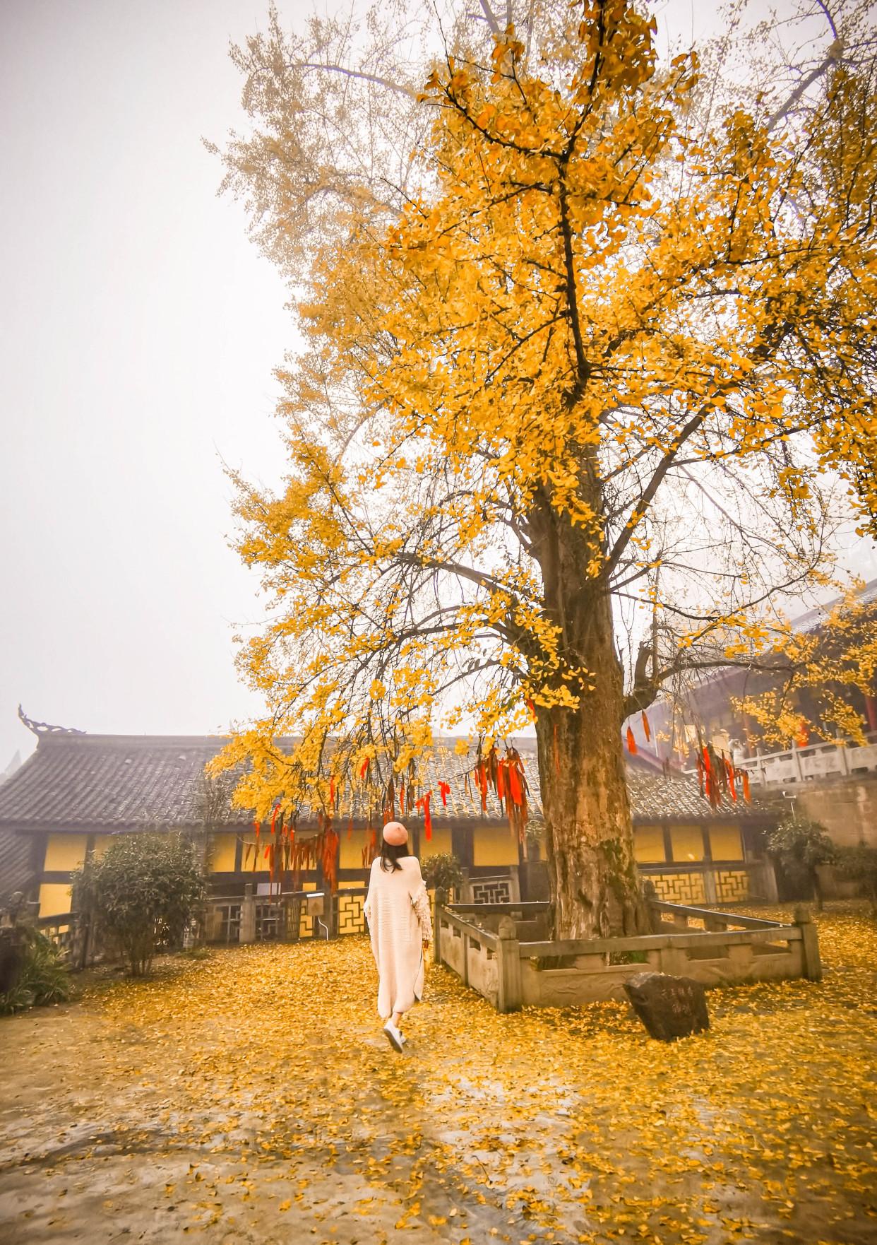 疫情发生时间的深度解析，回顾过去，前瞻未来