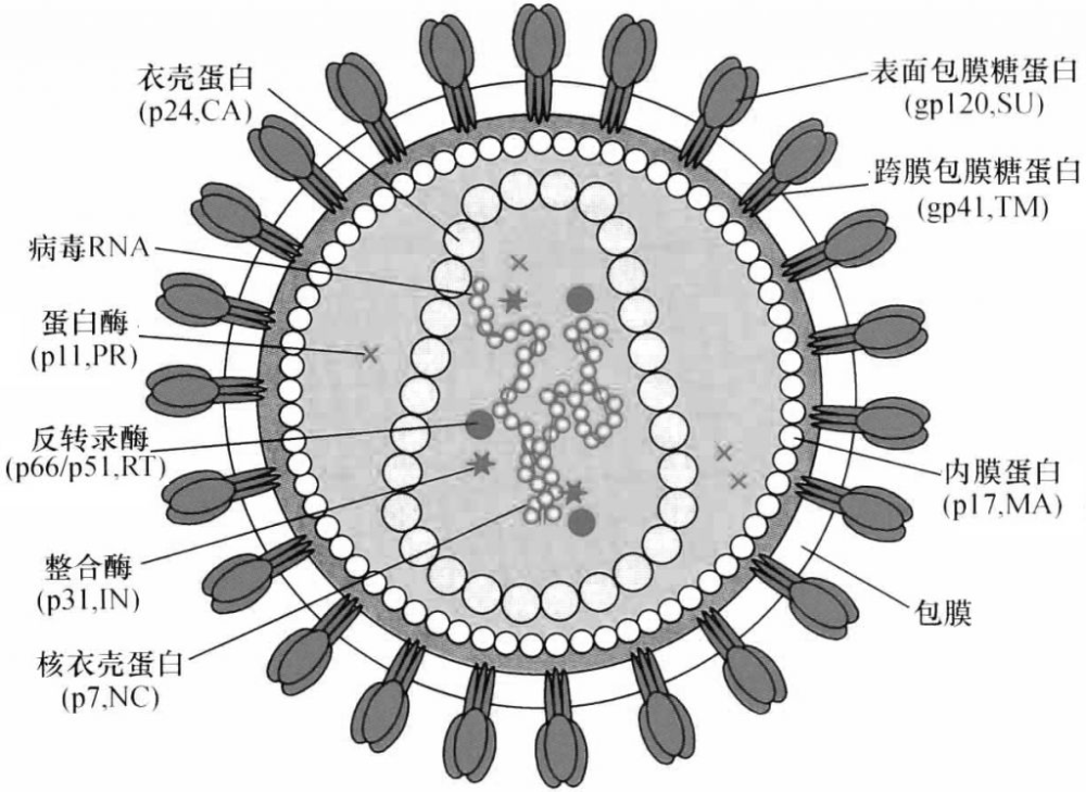 疫情病毒名称揭秘与深度探讨
