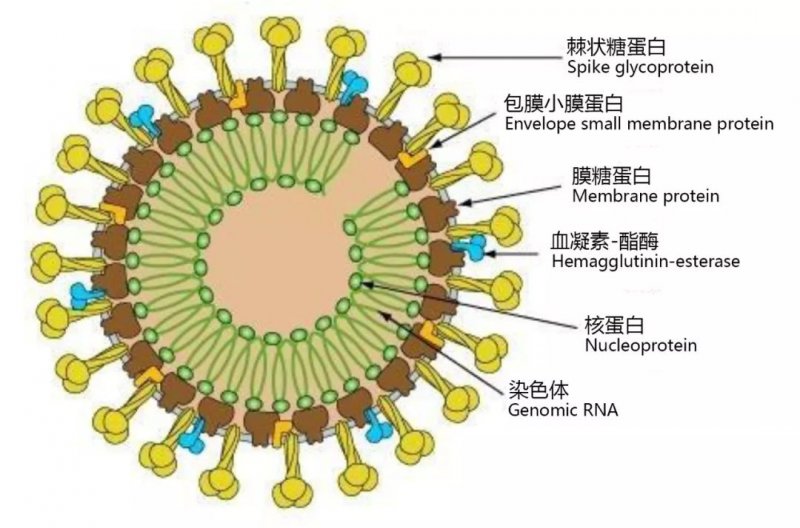 疫情病毒全称解析，从未知到认知的历程探索