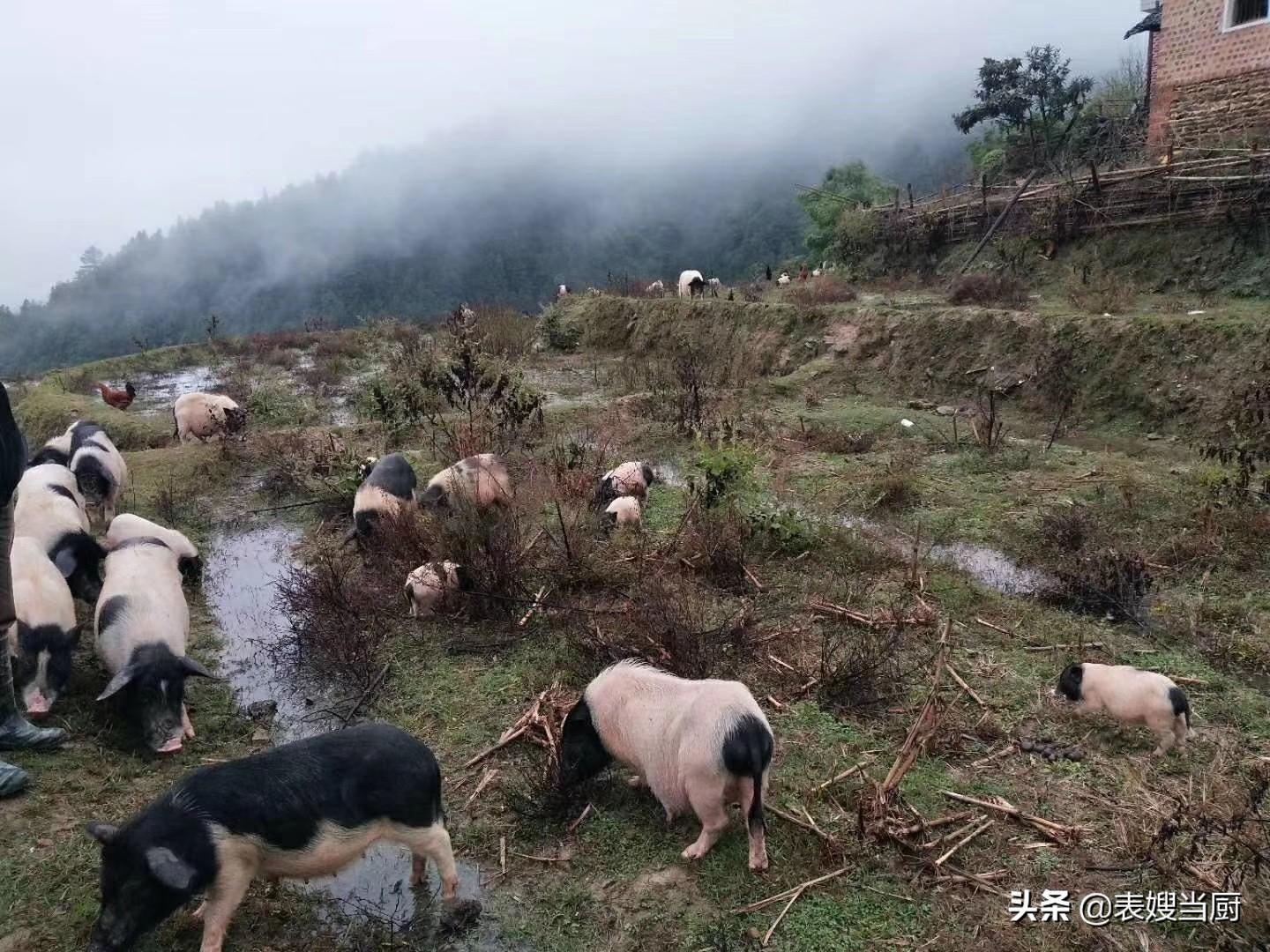 疫情中的商机与挑战，靠疫情发财的公司分析