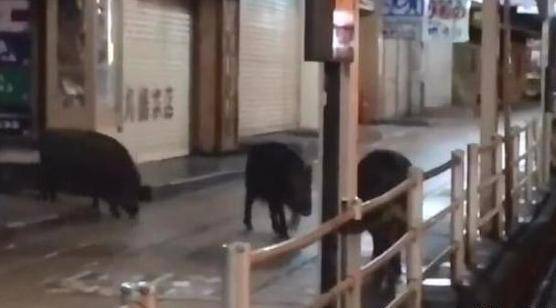 合肥高架桥惊现野猪，人与自然的奇妙相遇