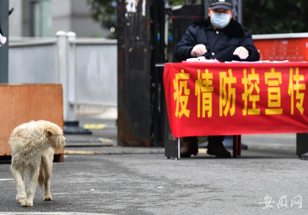 重庆市疫情防控指挥部公告，坚定信心，共筑防线，共同抗击疫情
