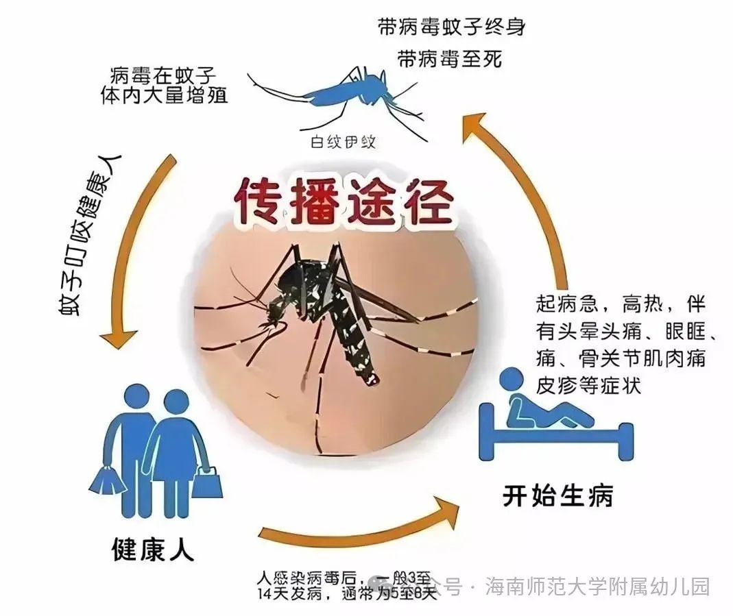 上海登革热疫情展望，挑战与应对策略（前瞻至2024年）