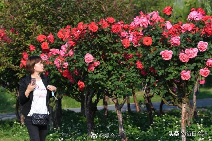 合肥疫情病例，挑战与应对策略