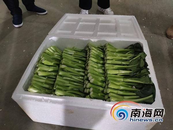 上海与海口疫情动态，城市防控与恢复的双线挑战