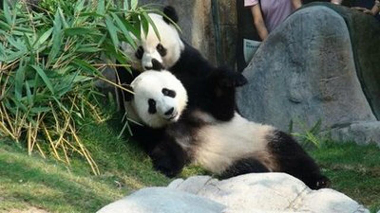 香港疫情属于什么等级的？解析香港疫情现状与防控等级