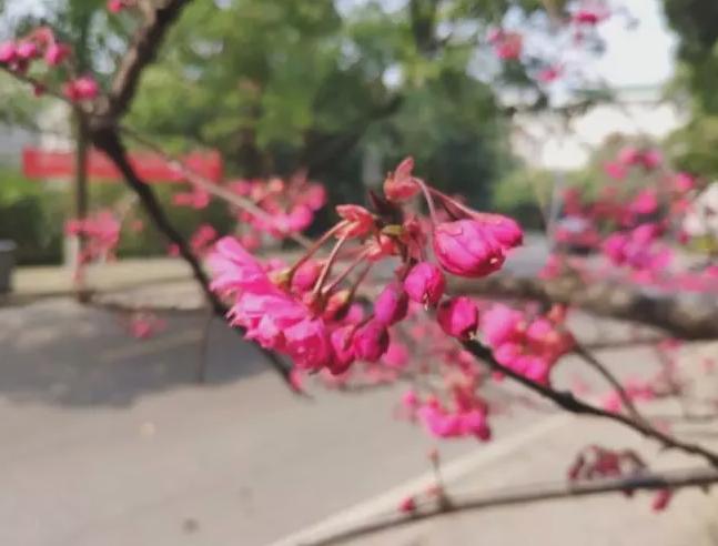 合肥什么时候开始封城:听说合肥要封城了