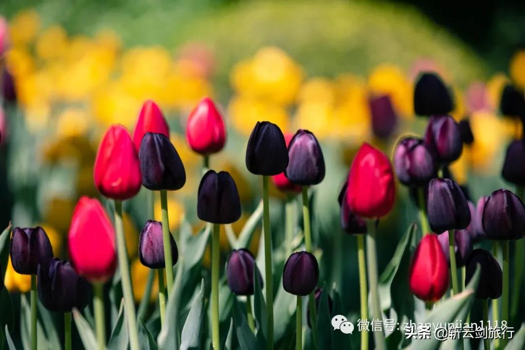 山东济南封城:山东济南封城的消息真假